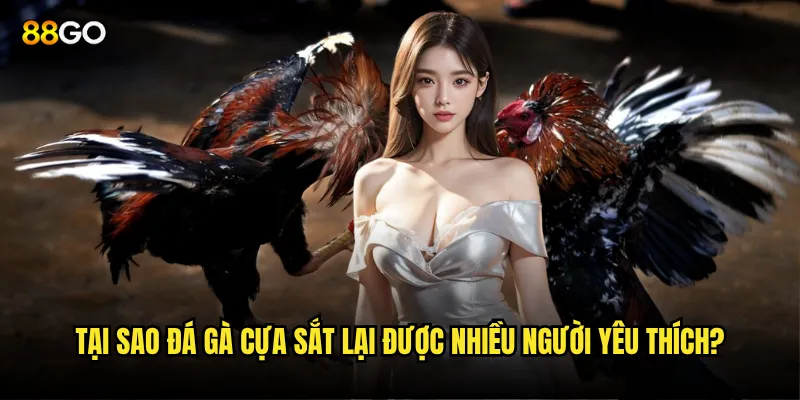 Đá gà cựa sắt 88go có làm thay đổi kết quả trận đấu? 2 Tại sao đá gà cựa sắt lại được nhiều người yêu thích?
