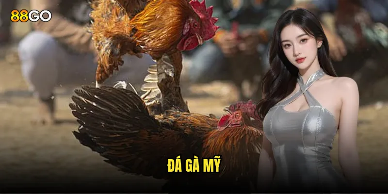 đá gà mỹ